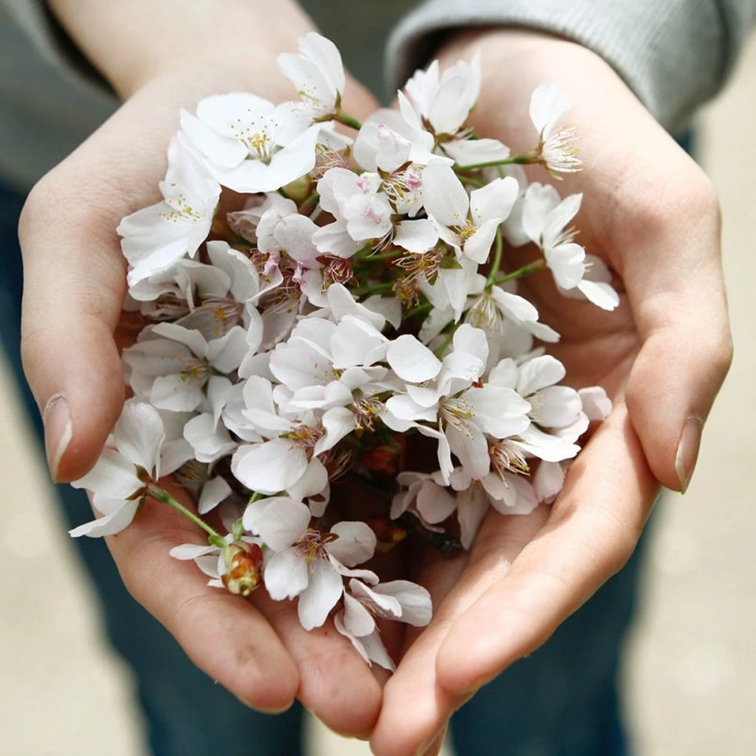 Blumen in der Hand einer Person